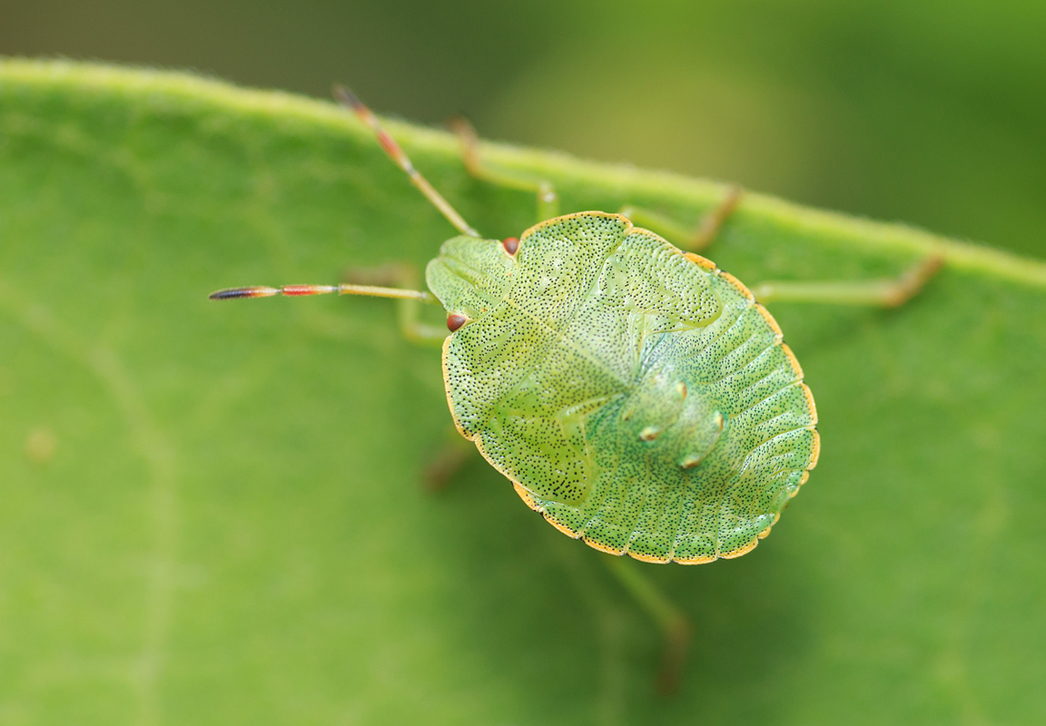 zöld bogyómászó-poloska (Palomena prasina) lárva