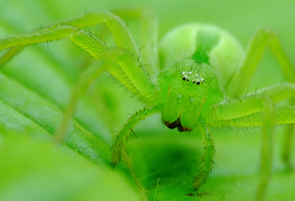 Micrommata virescens - hunyópók