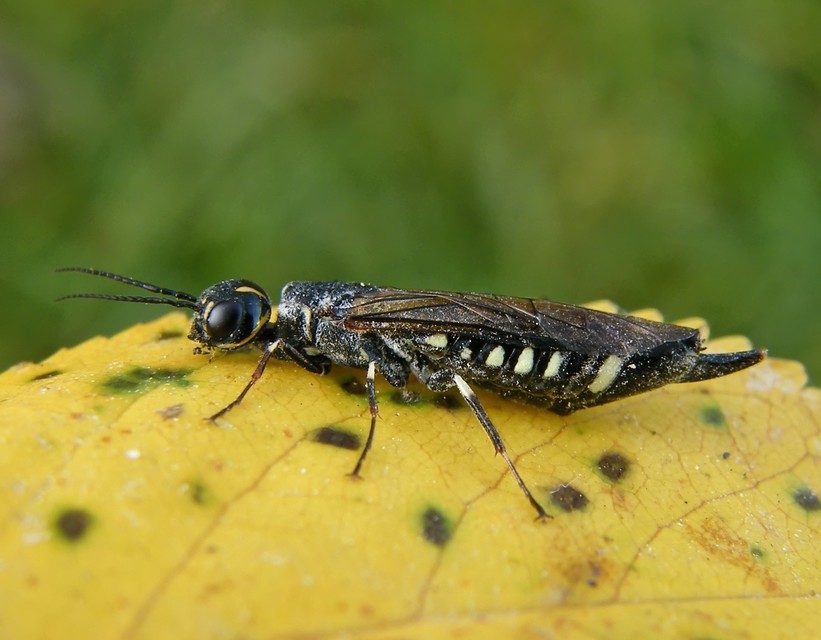 Xiphydria