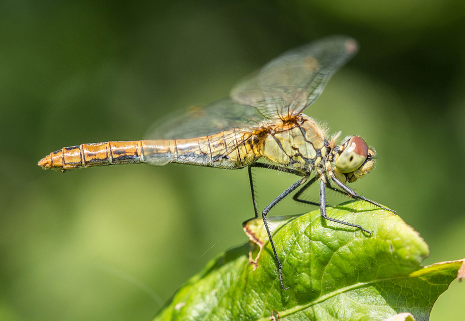 Sympetrum sanguineum - vörös katona-szitakötő