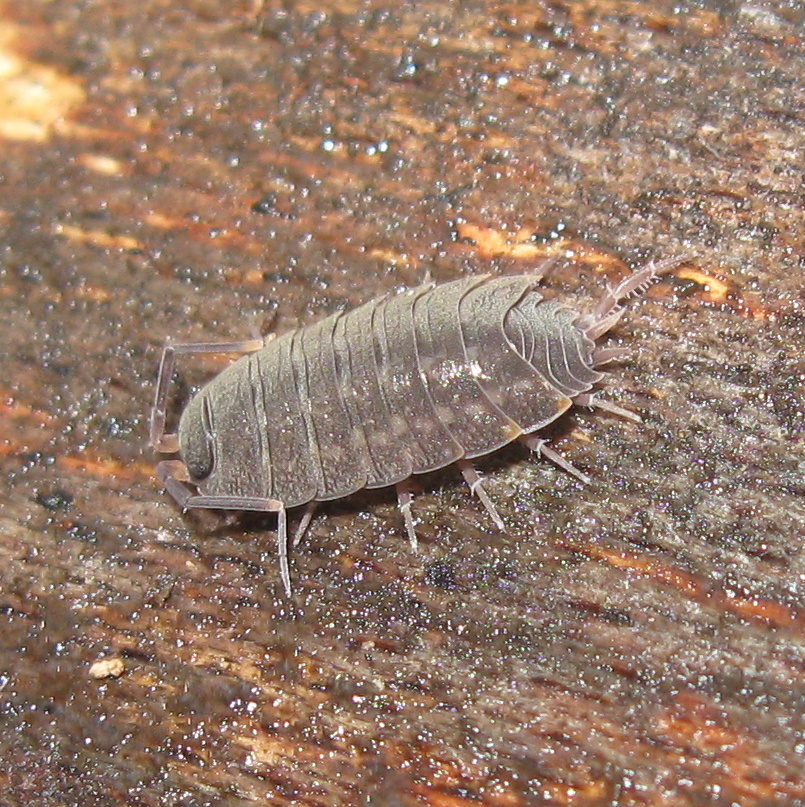 Orthometopon planum - sima ászka