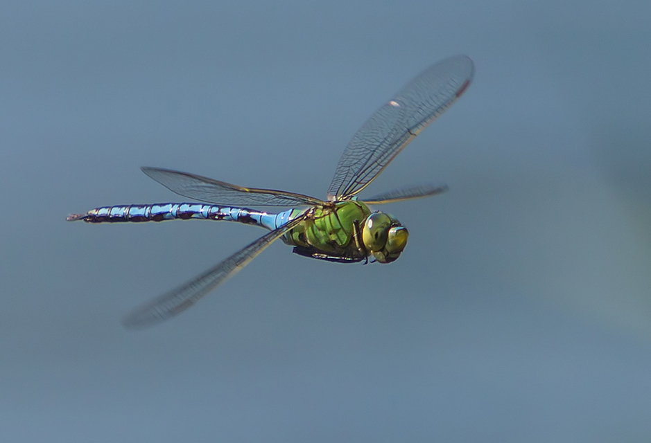 Anax imperator - zöld óriásacsa