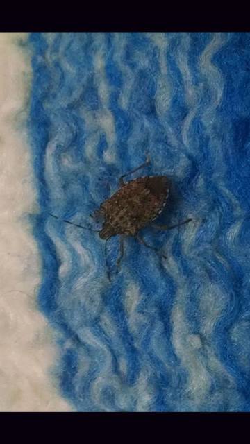 halyomorpha halys - Halyomorpha halys