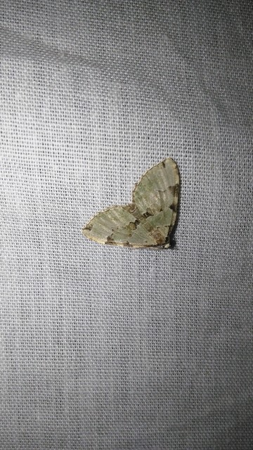 Colostygia pectinataria - zöld levélaraszoló