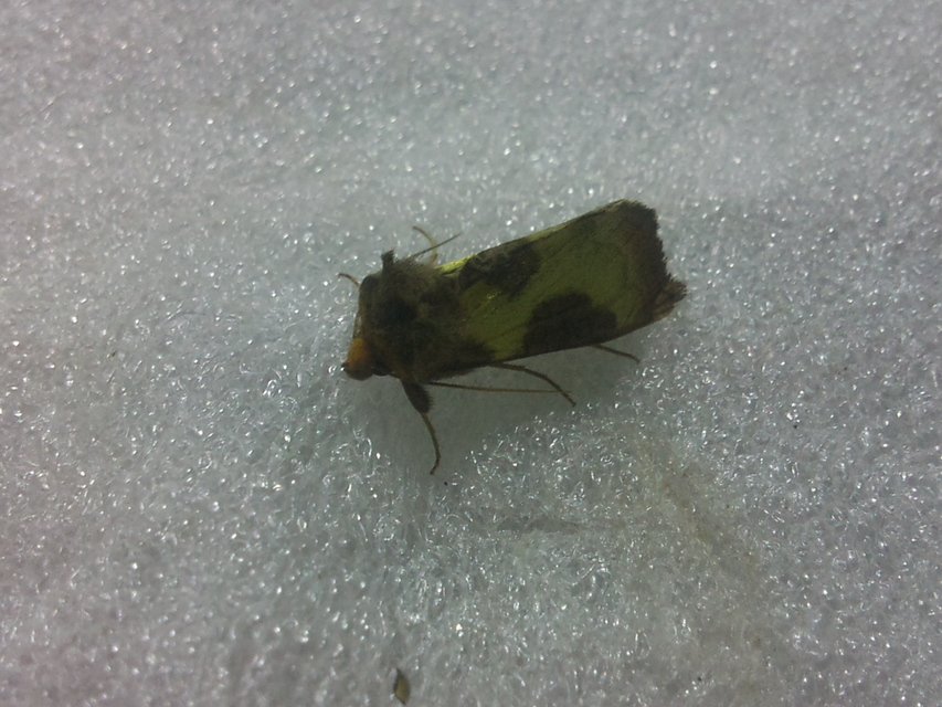 Diachrysia stenochrysis - rejtőző aranybagoly