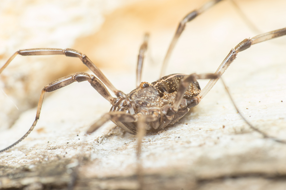 Zachaeus crista