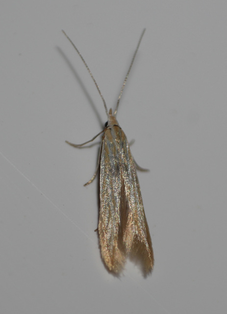 Coleophora