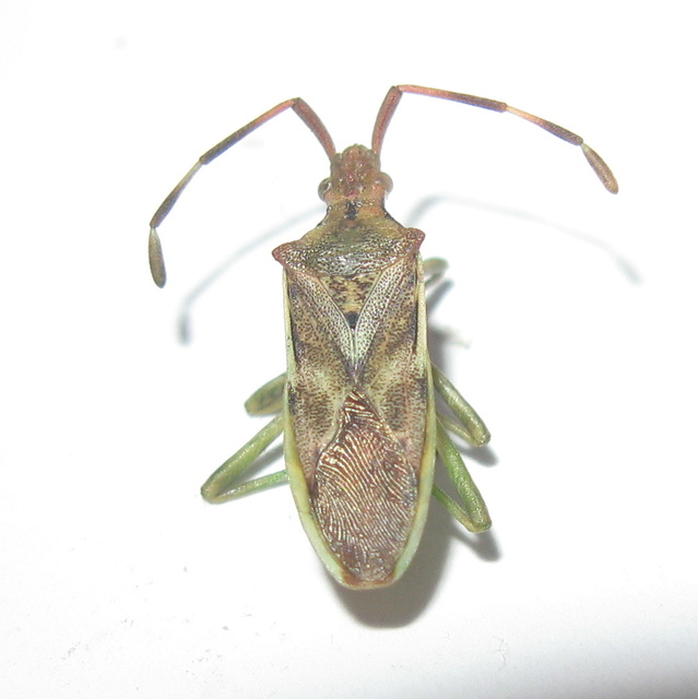 Gonocerus juniperi - boróka-karimáspoloska