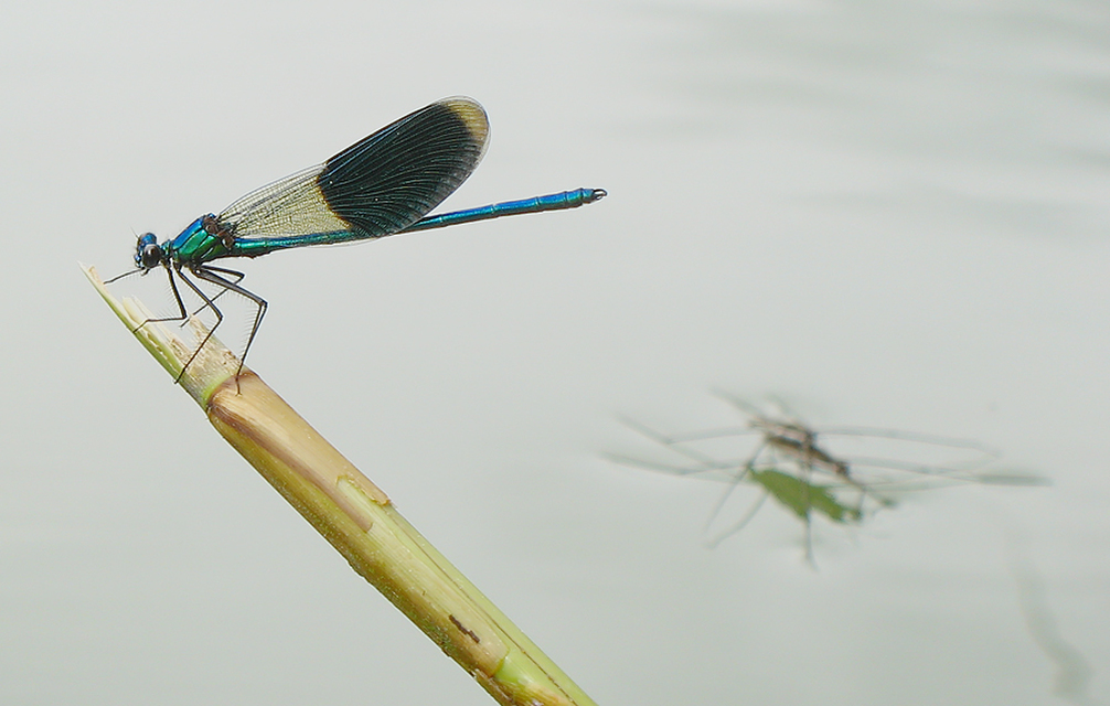 Calopteryx splendens - sávos szitakötő