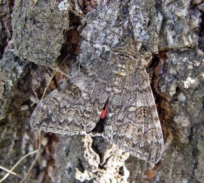 Catocala nupta - piros övesbagoly