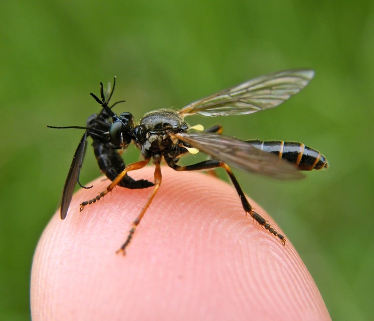 Dioctria