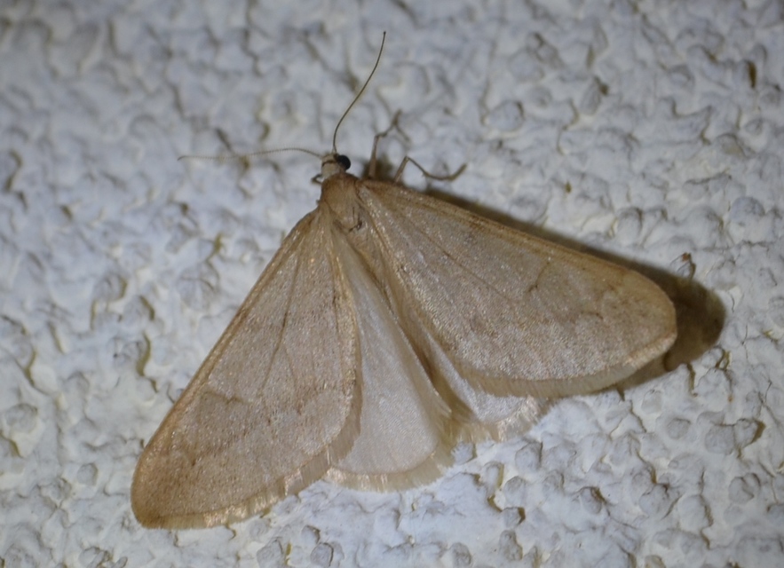 Alsophila aceraria - juhararaszoló