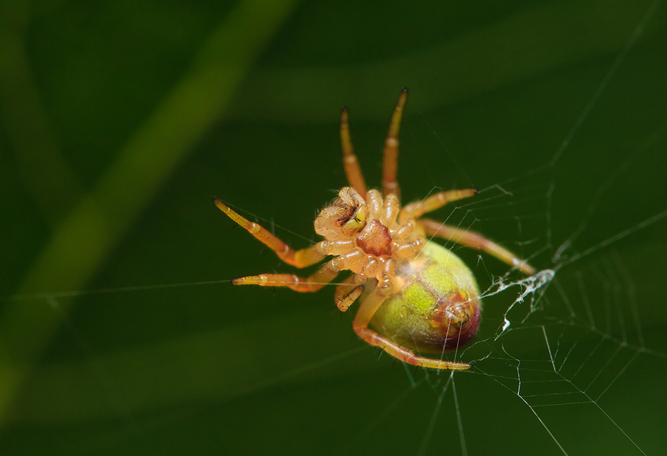 Araniella