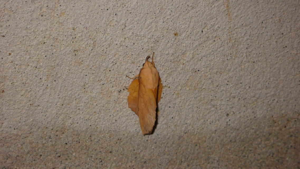 Gastropacha populifolia - sárga pohók