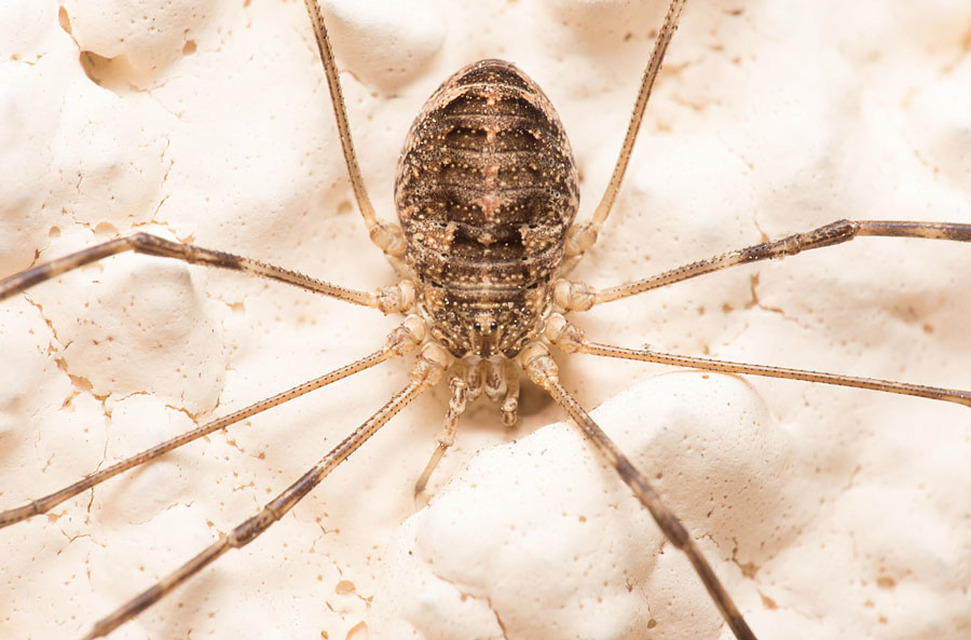 Opilio