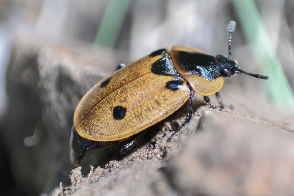 Dendroxena quadrimaculata - négypettyes dögbogár