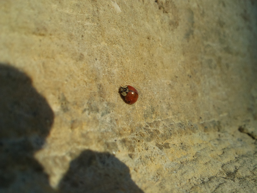 Harmonia axyridis - harlekinkatica