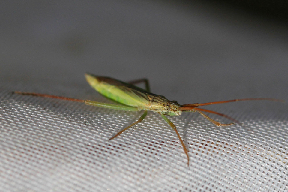 Notostira