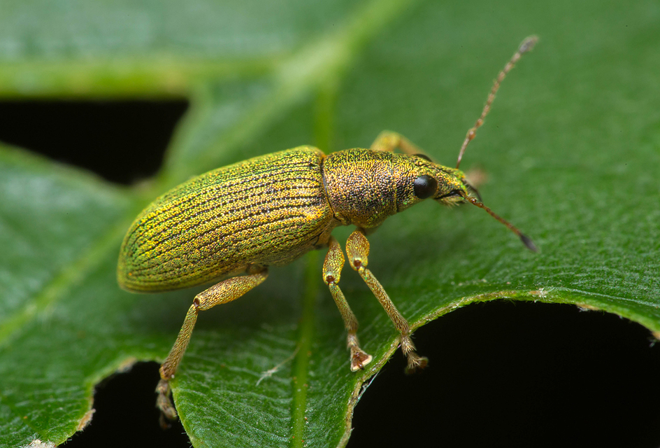 Polydrusus formosus - selymes lombormányos