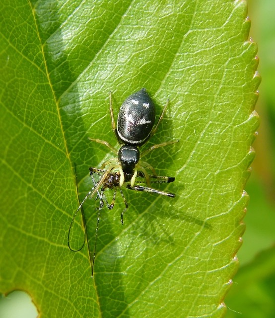 Heliophanus cupreus - rezes ugrópók