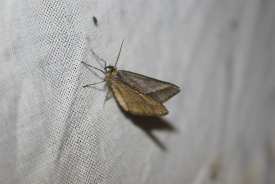 Tephrina arenacearia - lucerna-araszoló