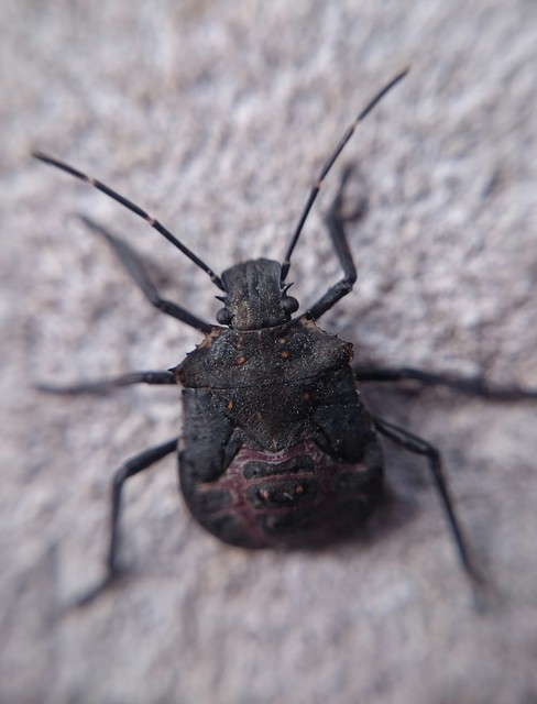 halyomorpha halys - Halyomorpha halys