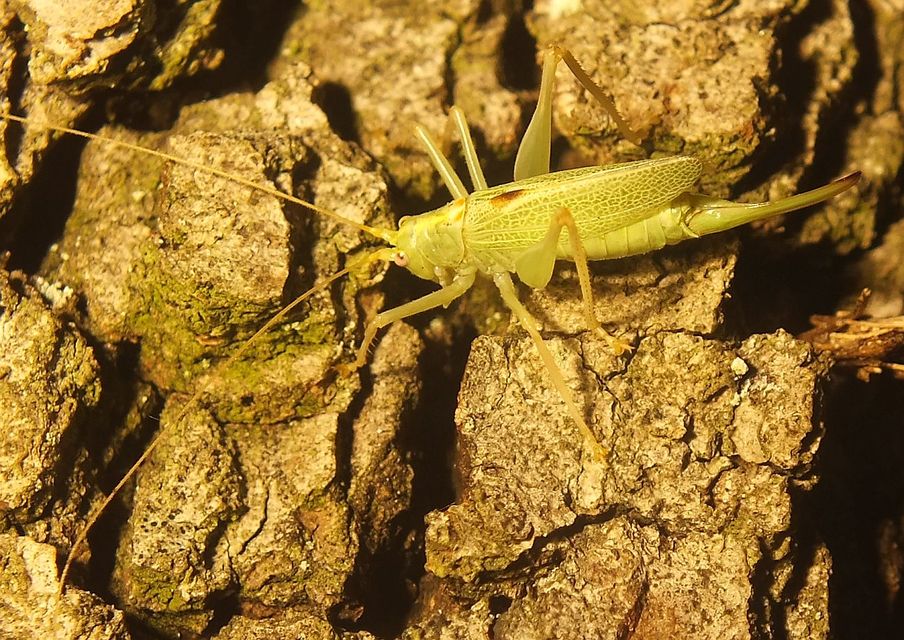 Meconema thalassinum - közönséges dobolószöcske