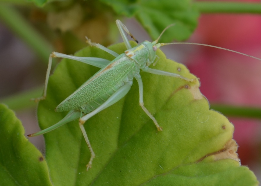 Meconema thalassinum - közönséges dobolószöcske