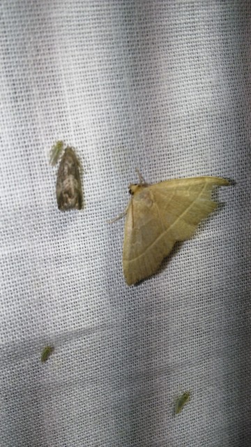 Trisateles emortualis - sárgacsíkos karcsúbagoly