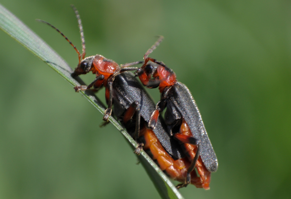 Cantharis rustica - suszterbogár