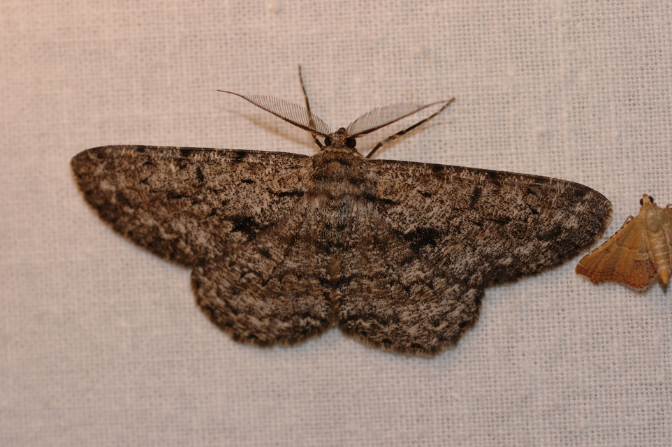 Hypomecis roboraria - nagy tölgyfaaraszoló