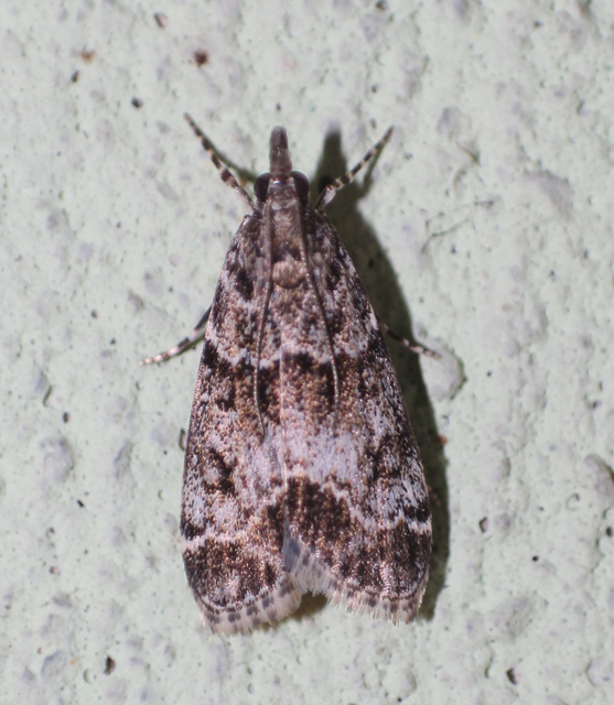 Eudonia