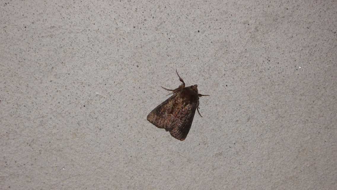 Thalpophila matura - fakó erdeibagoly