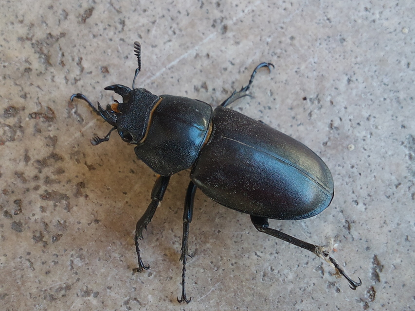 Lucanus cervus - nagy szarvasbogár