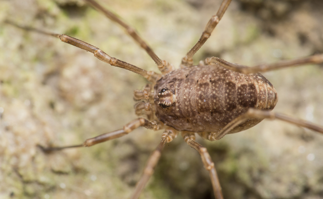 Rilaena triangularis