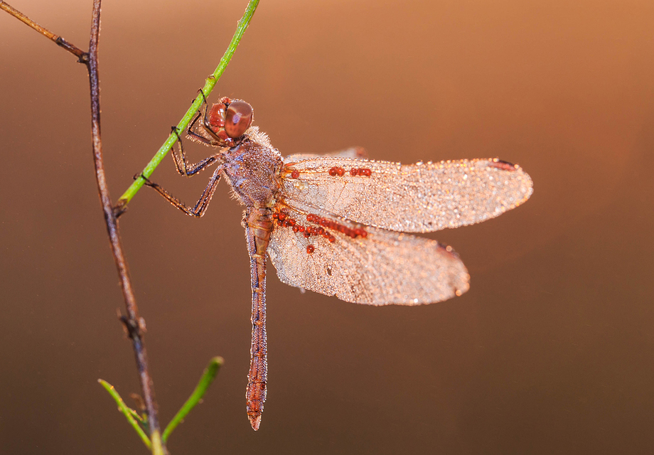 Sympetrum meridionale - fakó katona-szitakötő