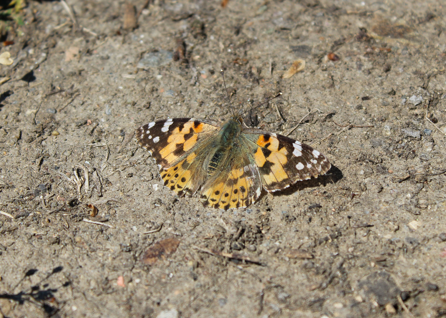 Vanessa cardui - bogáncslepke