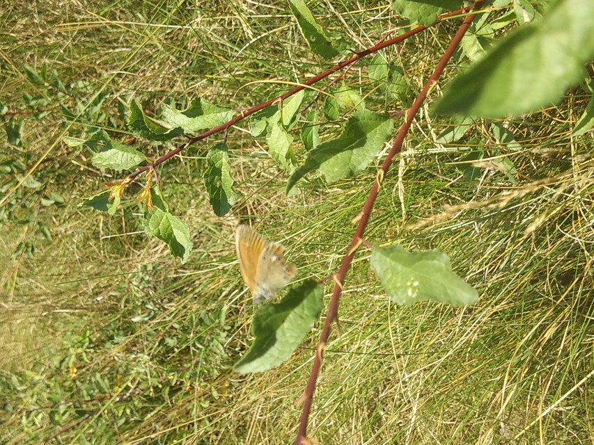Coenonympha glycerion - közönséges szénalepke