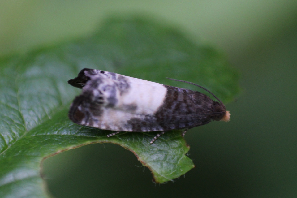 Notocelia cynosbatella - rózsahajtás-tükrösmoly