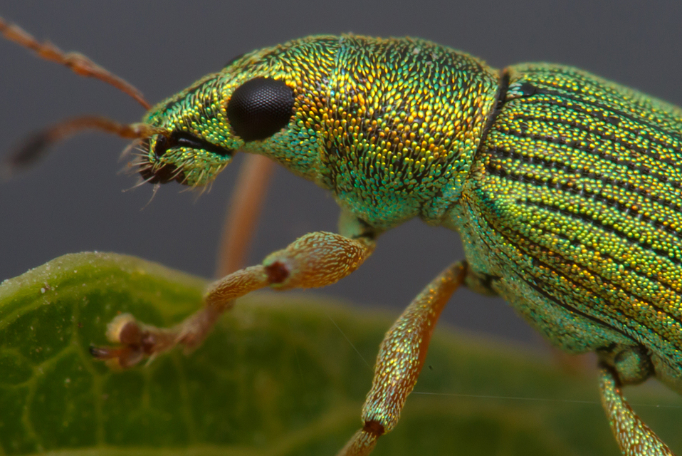 Polydrusus formosus - selymes lombormányos