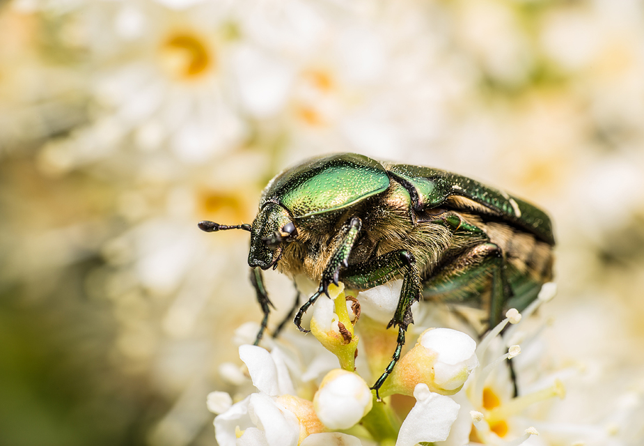 Cetonia aurata - aranyos virágbogár