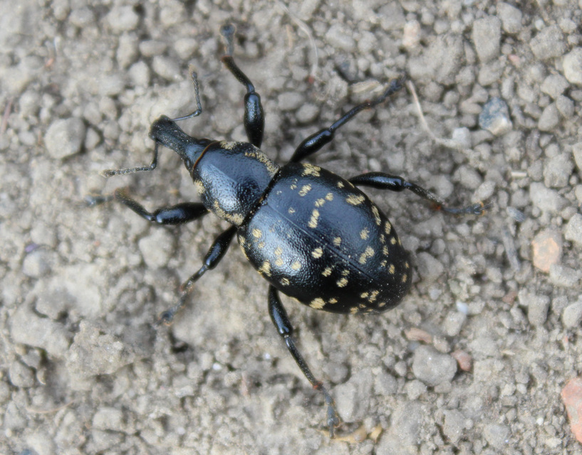 Liparus glabrirostris - közönséges acsalapuormányos