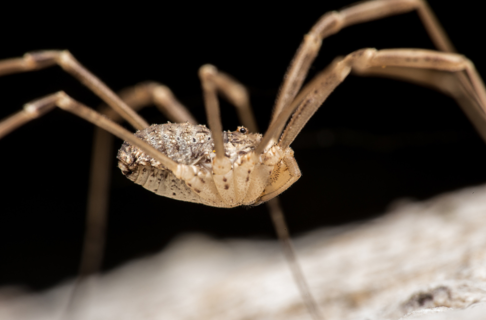 Opiliones - Kaszáspókok