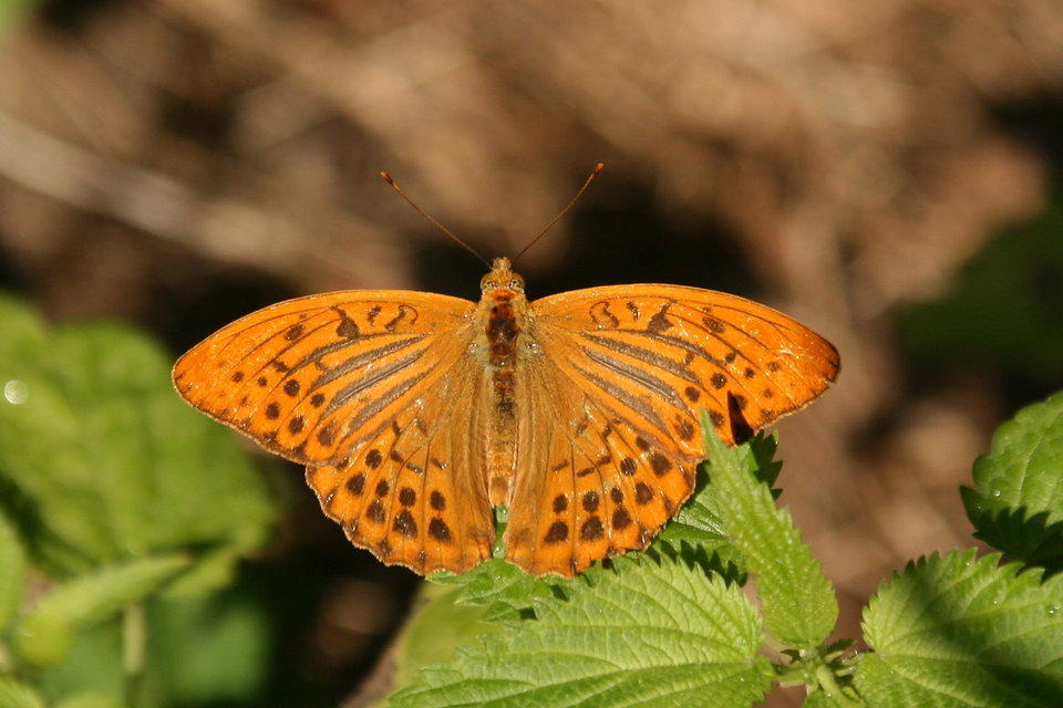 Argynnis paphia - nagy gyöngyházlepke