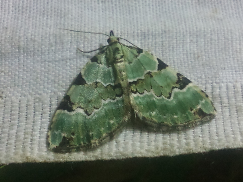 Colostygia pectinataria - zöld levélaraszoló