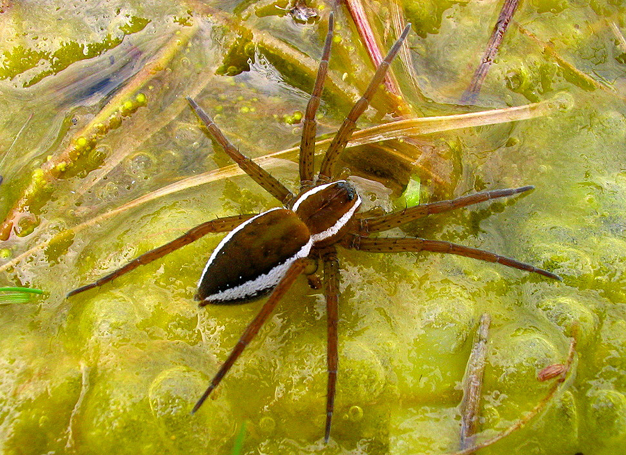 Dolomedes fimbriatus - szegélyes vidrapók