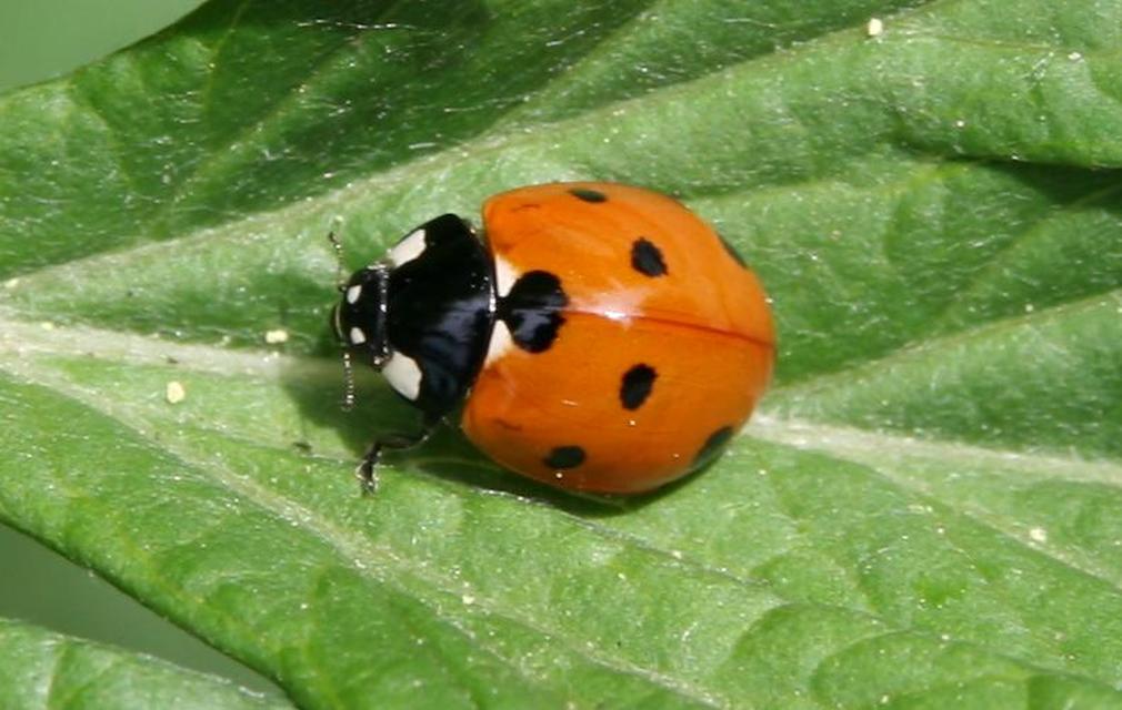 Coccinella septempunctata - hétpettyes katica