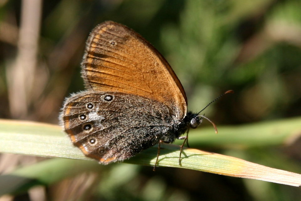 Coenonympha glycerion - közönséges szénalepke