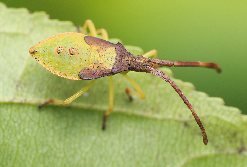 Gonocerus acuteangulatus - aranypetés karimáspoloska