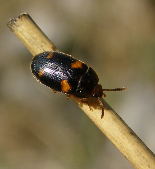 Mycetophagus quadripustulatus - négyfoltos gombabogár